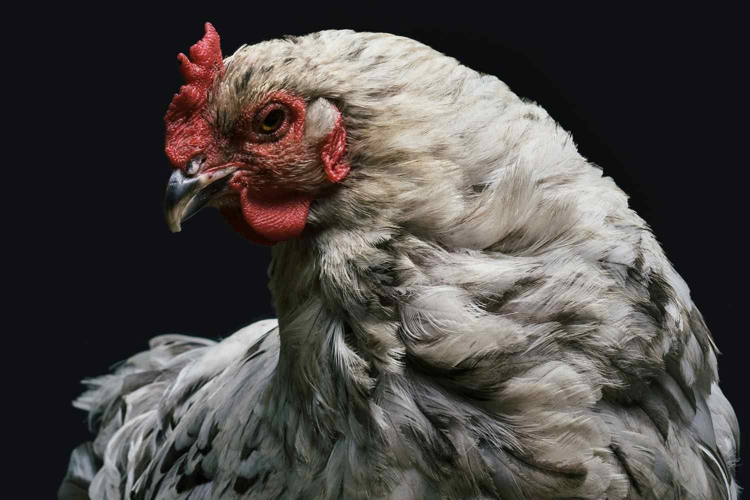 Chicken Life Expectancy​